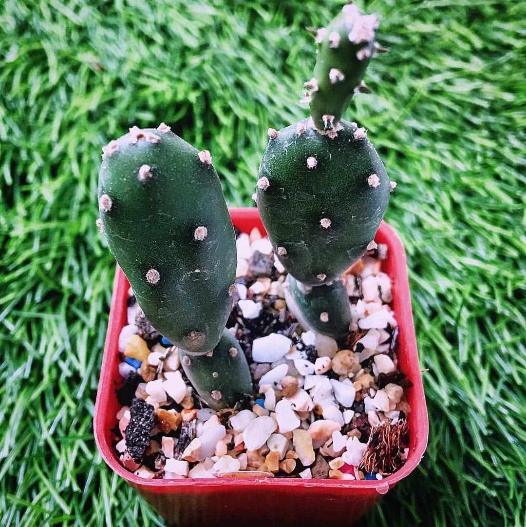 Opuntia monacantha f. inermis