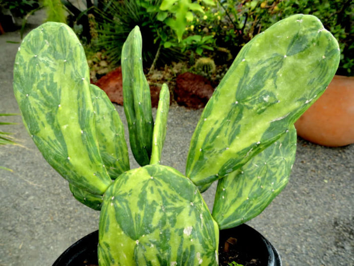 Opuntia ficus-indica
