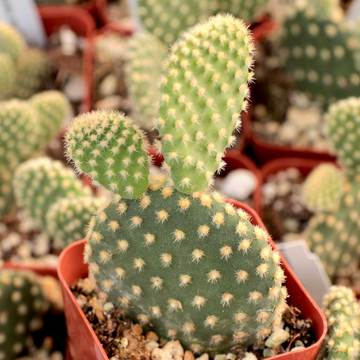 Opuntia microdasys