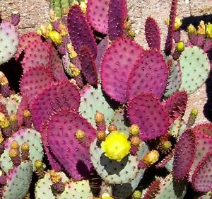 Santa Rita Prickly Pear