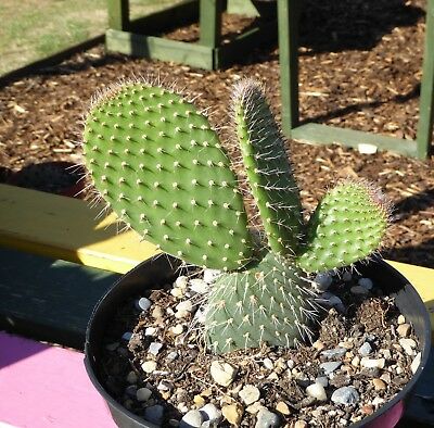 Opuntia hystricina