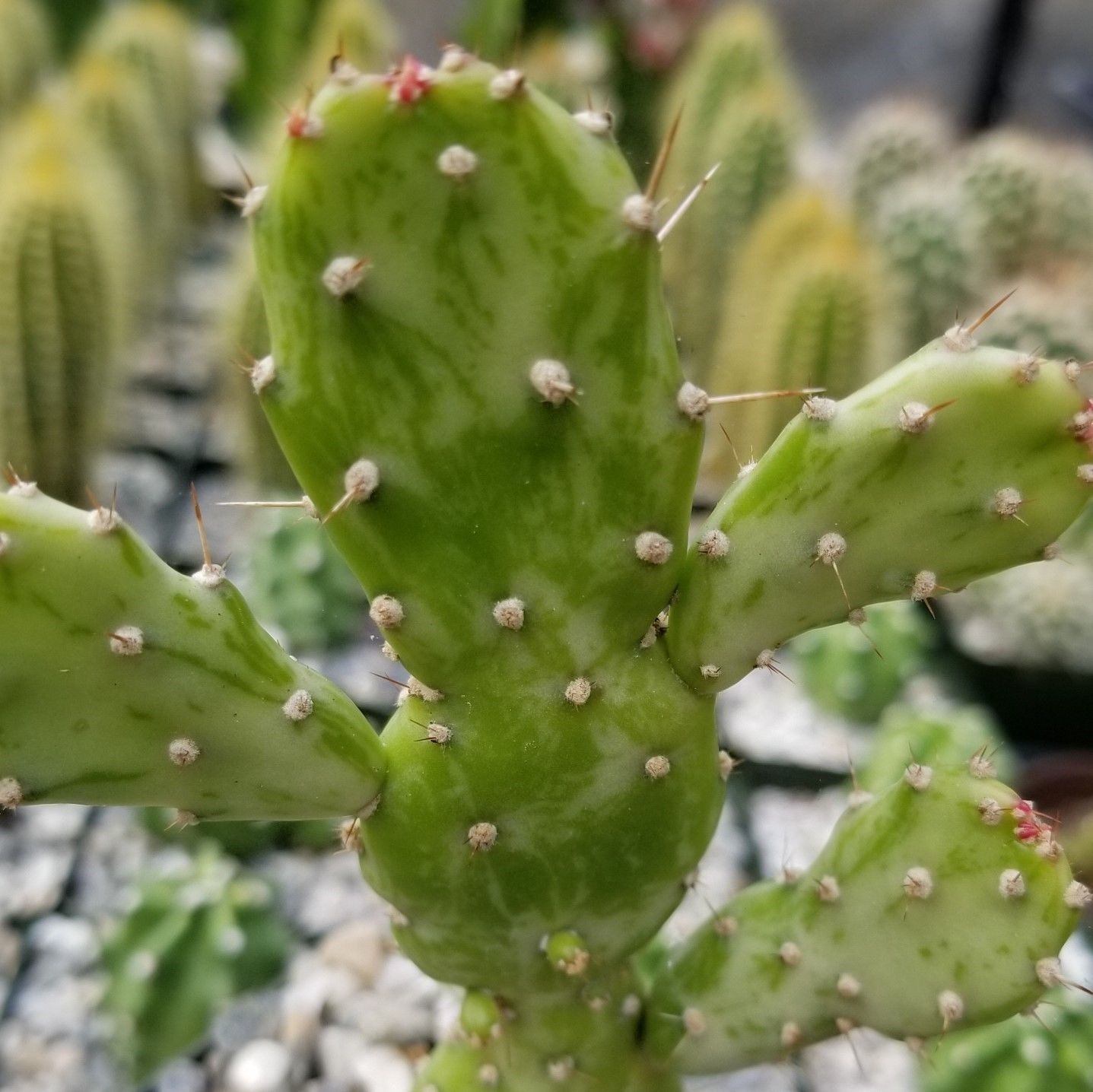 Variegated Prickly Pear