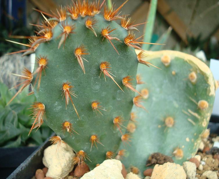 Opuntia sulphurea