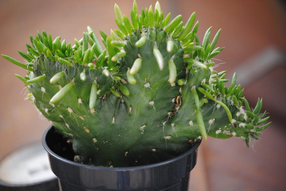 Crested Eve Needle