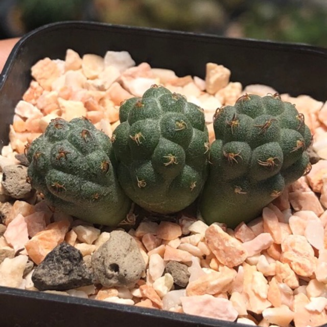 Maihueniopsis subterranea
