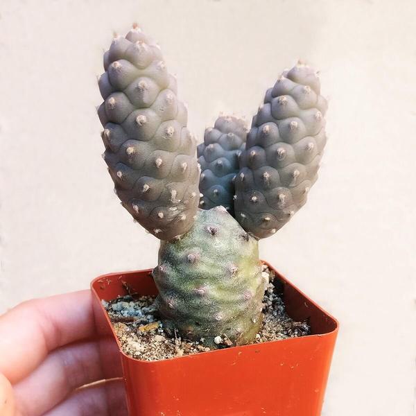Tephrocactus articulatus var. strobiliformis