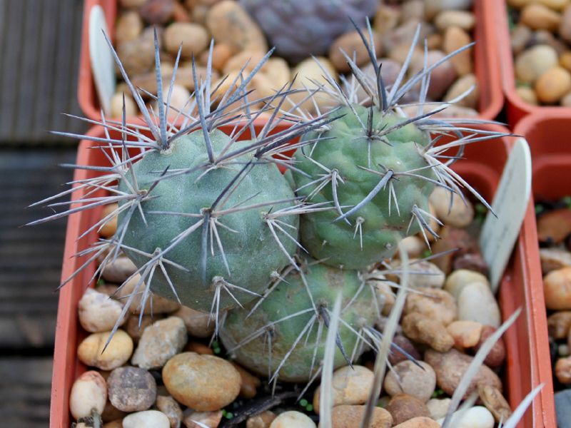Tephrocactus geometricus