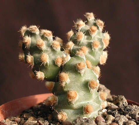Tephrocactus molinensis