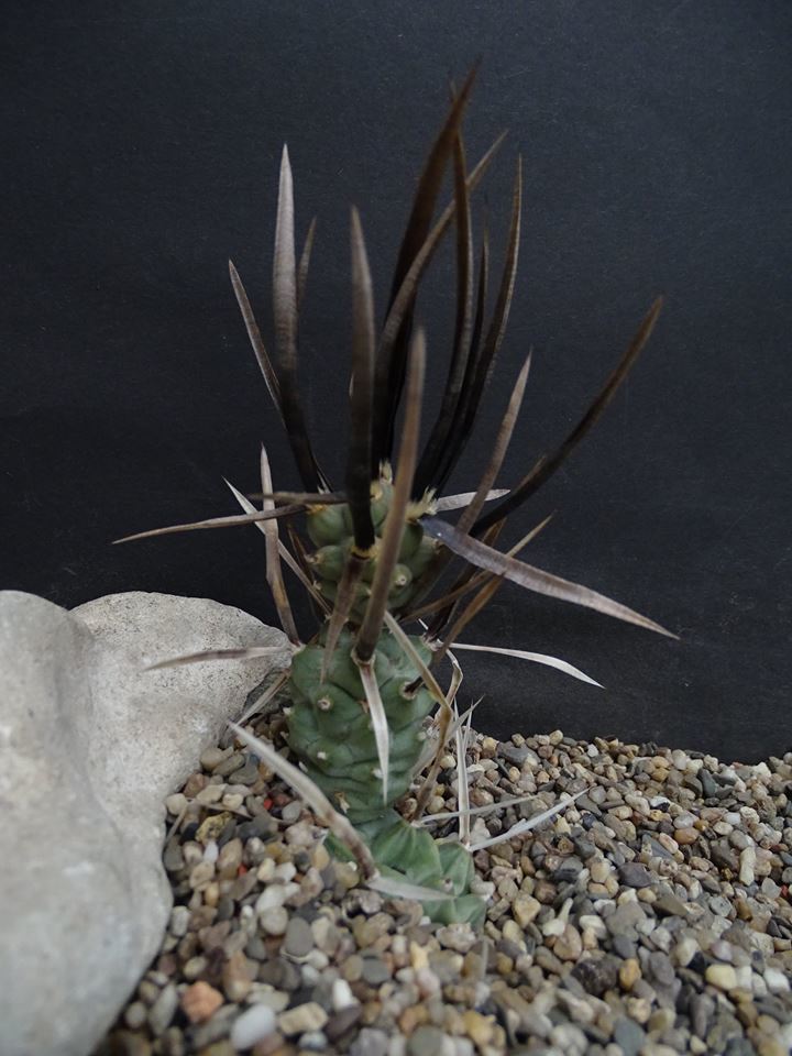 Tephrocactus aoracanthus