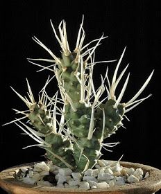 Tephrocactus molinensis