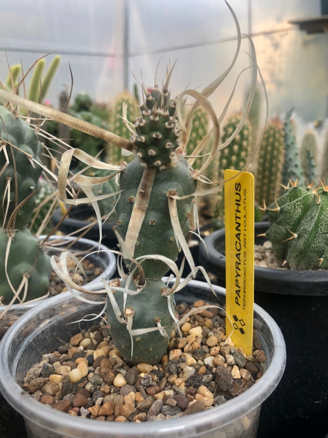 Tephrocactus articulatus var. papyracanthus