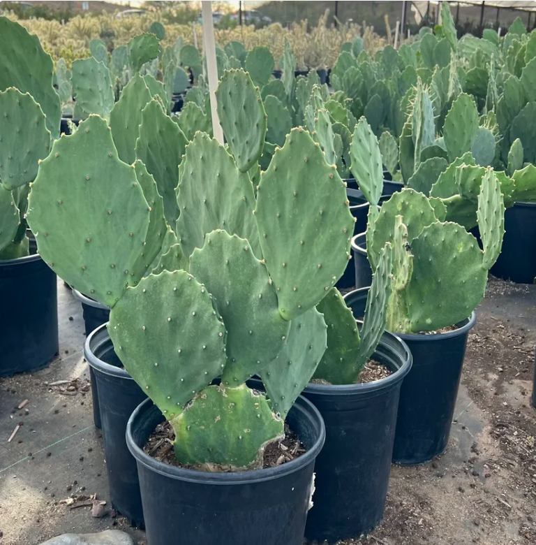 Opuntia gomei Old Mexico